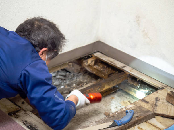Best Industrial Mold Remediation in Spencer, WV