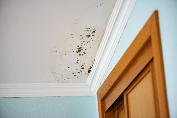 Best Emergency Mold Remediation in Spencer, WV