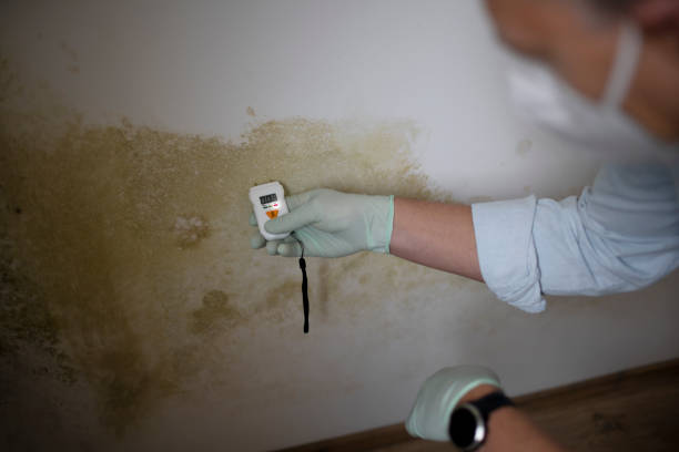 Best DIY Mold Remediation Support Services in Spencer, WV
