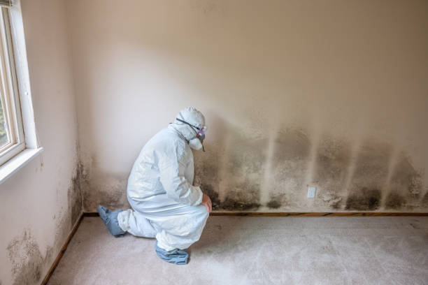 Best Crawl Space Mold Remediation in Spencer, WV