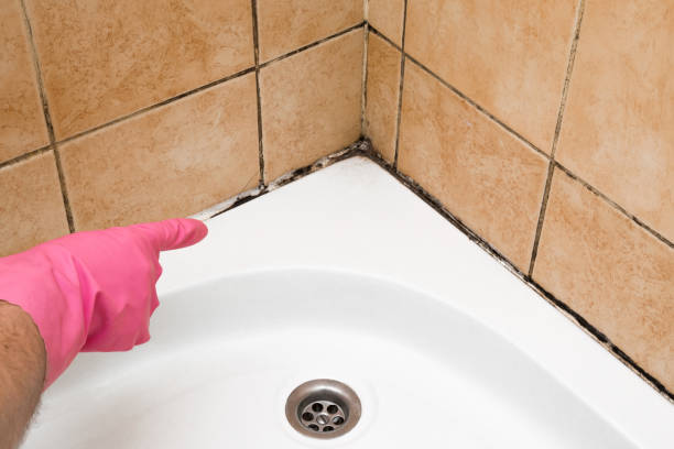 Best Black Mold Remediation in Spencer, WV
